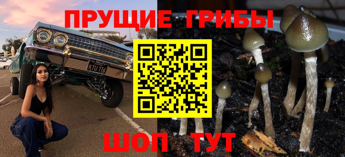 Псилоцибиновые грибы Psilocybe Верхняя Пышма